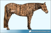 Horse Color:ERROR: UNKNOWN ANOMALY Brindle
