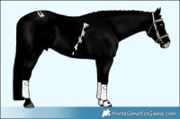 Horse Color:ERROR: UNKNOWN ANOMALY Brindle