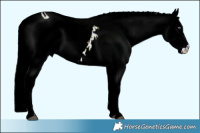 Horse Color:ERROR: UNKNOWN ANOMALY Brindle