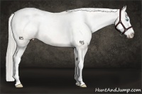 Horse Color:Chocolate Palomino Pearl Sabino Appaloosa Rabicano  Brindle