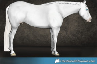 Horse Color:Chocolate Palomino Pearl Sabino Varnish Rabicano  Brindle