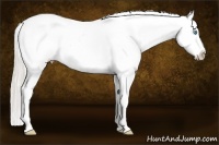 Horse Color:Chocolate Palomino Pearl Dun Sabino Appaloosa Rabicano  Brindle