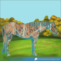 Horse Color:Thunderstruck Black Brindle