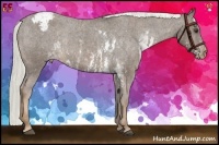 Horse Color:Liver Chestnut Sabino Appaloosa Rabicano  Brindle