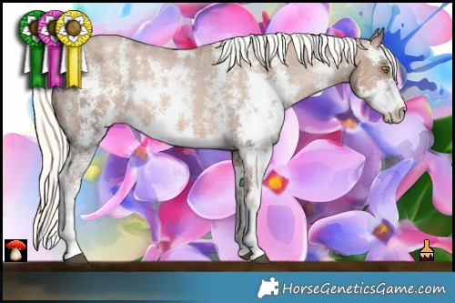 Horse Color:Liver Chestnut Pearl Mushroom Sabino Appaloosa Rabicano  Brindle