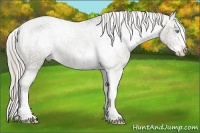 Horse Color:Chocolate Palomino Ice Pearl Sabino Appaloosa Rabicano Brindle