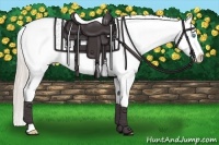 Horse Color:Chocolate Palomino Pearl Sabino Appaloosa Rabicano  Brindle