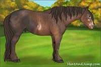 Horse Color:ERROR: UNKNOWN ANOMALY Brindle