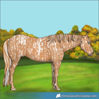Horse Color:Chocolate Palomino Pearl Sabino Varnish Rabicano  Brindle