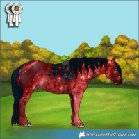 Horse Color:ERROR: UNKNOWN ANOMALY Brindle