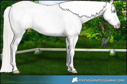 Horse Color:Chocolate Palomino Pearl Sabino Appaloosa Rabicano  Brindle
