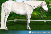 Horse Color:Chocolate Palomino Pearl Sabino Appaloosa Rabicano Brindle