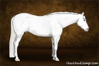 Horse Color:Chocolate Palomino Pearl Sabino Appaloosa Rabicano  Brindle