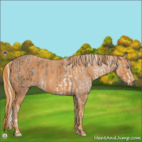 Horse Color:Chocolate Palomino Ice Pearl Sabino Rabicano  Brindle
