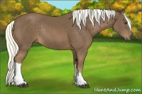 Horse Color:Chestnut Rabicano