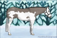 Horse Color:Grullo Splash Frame 