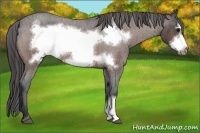 Horse Color:Bay Roan Frame Appaloosa