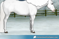 Horse Color:Silver Bay Appaloosa 