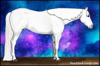 Horse Color:Silver Bay Appaloosa 