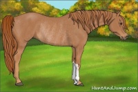 Horse Color:Chestnut Rabicano 