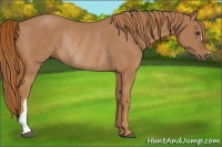 Horse Color:Chestnut Rabicano 