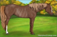 Horse Color:Chestnut Rabicano
