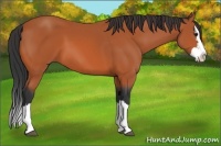 Horse Color:Bay Splash 