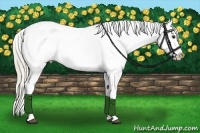 Horse Color:Palomino Varnish
