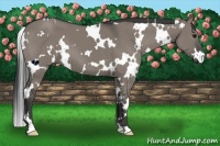 Horse Color:White Spotted Grullo