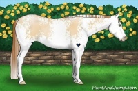 Horse Color:White Spotted Bay Pearl Dun Splash 