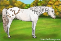 Horse Color:Buckskin Appaloosa 