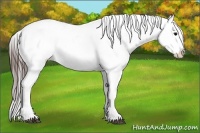 Horse Color:Brown Appaloosa Rabicano 