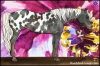 Horse Color:Liver Chestnut Appaloosa
