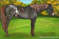 Horse Color:White Spotted Liver Chestnut 