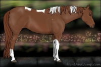 Horse Color:Chestnut Tobiano