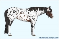 Horse Color:Brown Sabino Appaloosa Rabicano