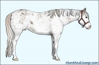 Horse Color:Silver Black Sabino 
