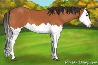 Horse Color:Bay Splash