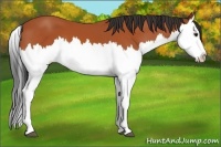 Horse Color:Bay Splash
