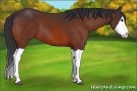 Horse Color:Bay Splash 