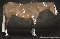 Horse Color:White Spotted Silver Brown Dun Splash 