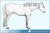 Horse Color:Palomino Sabino Rabicano 