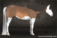 Horse Color:Buckskin Splash 