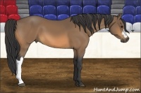 Horse Color:Buckskin 