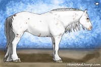 Horse Color:Brown Sabino 