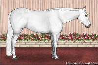 Horse Color:Gray White Spotted Bay Sabino 