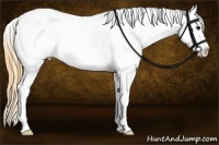 Horse Color:Smoky Grullo Varnish 