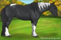 Horse Color:Black Tobiano 
