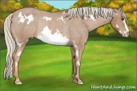 Horse Color:Palomino Sabino Splash Frame Appaloosa Rabicano