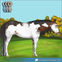 Horse Color:White Spotted Brown Frame 
